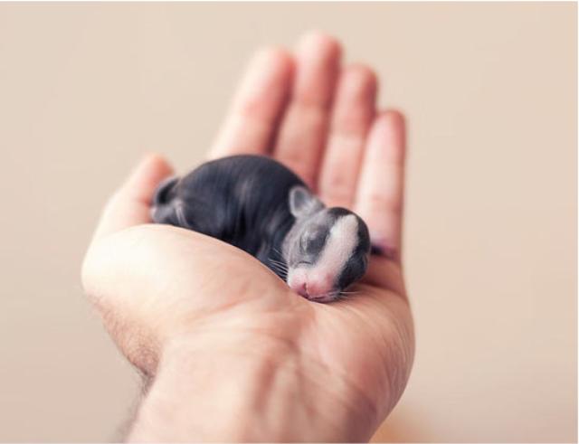 生まれたばかりのウサギの赤ちゃんの30日の成長記録に癒される Usalabo